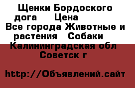 Щенки Бордоского дога.  › Цена ­ 30 000 - Все города Животные и растения » Собаки   . Калининградская обл.,Советск г.